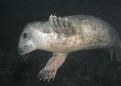 Grey seal.
Farne Islands.
D200 16mm. by Mark Thomas 